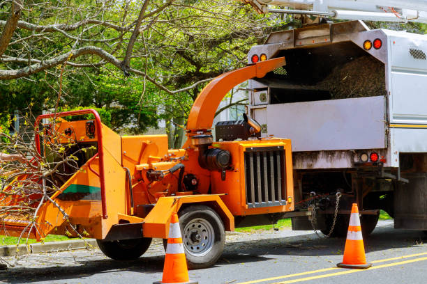 How Our Tree Care Process Works  in  Vienna, WV